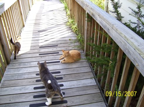 Image of 100_0051.jpg