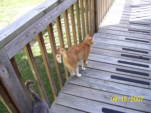 Image of 100_0053.jpg