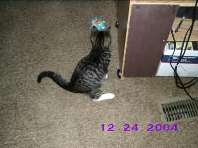 Image of dec26-11.jpg