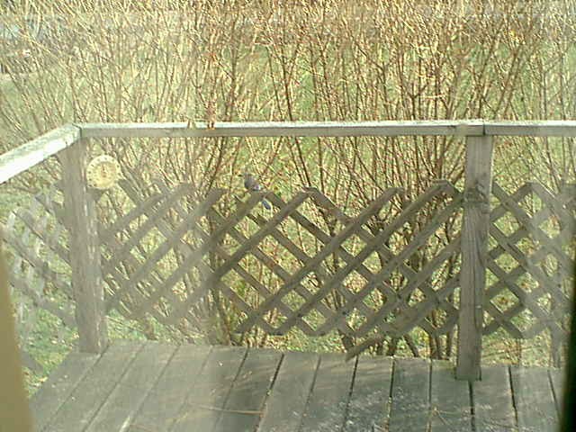 Image of dec27$13.jpg
